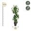 Dracaena Hawaiiana - 160 cm - ø24