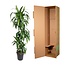 Dracaena Hawaiiana - 160 cm - ø24