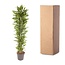 Dracaena Cintho vertakt - 210 cm - ø40