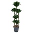 Dracaena Compacta Carrousel - 160 cm - ø34
