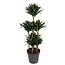 Dracaena Compacta Carrousel - 130 cm - ø31