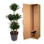 Dracaena Compacta Carrousel - 130 cm - ø31