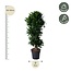 Dracaena Compacta vertakt - 140 cm - ø31