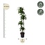 Dracaena Dorado - 170 cm - ø27