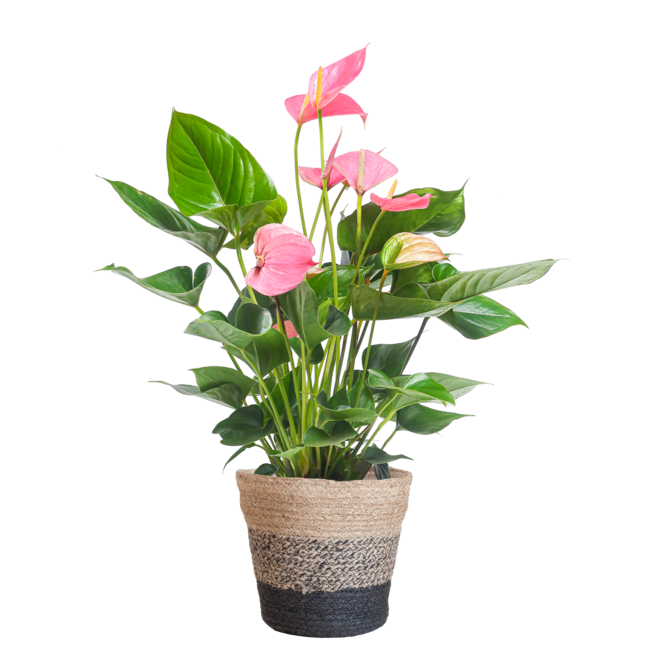 Anthurium Pink explosion met Lissabon mand zwart - 55cm - Ø17