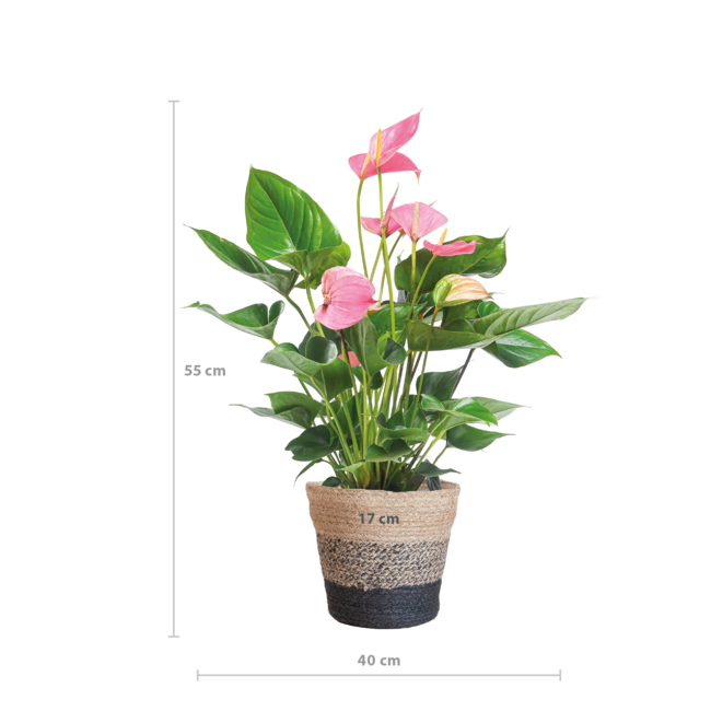 Anthurium Pink explosion met Lissabon mand zwart - 55cm - Ø17