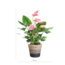 Anthurium Pink explosion met Lissabon mand zwart - 55cm - Ø17