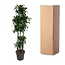 Dracaena Dorado Carrousel - 200 cm - ø40