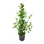 Ficus microcarpa Moclame - Ø21cm - ↕95cm
