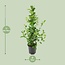 Ficus microcarpa Moclame - Ø21cm - ↕95cm