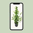 Ficus microcarpa Moclame - Ø21cm - ↕95cm