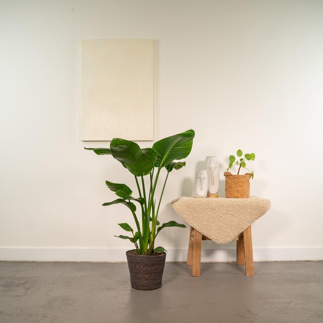 Strelitzia Nicolai - Ø19cm - ↕90cm + Mand Igmar