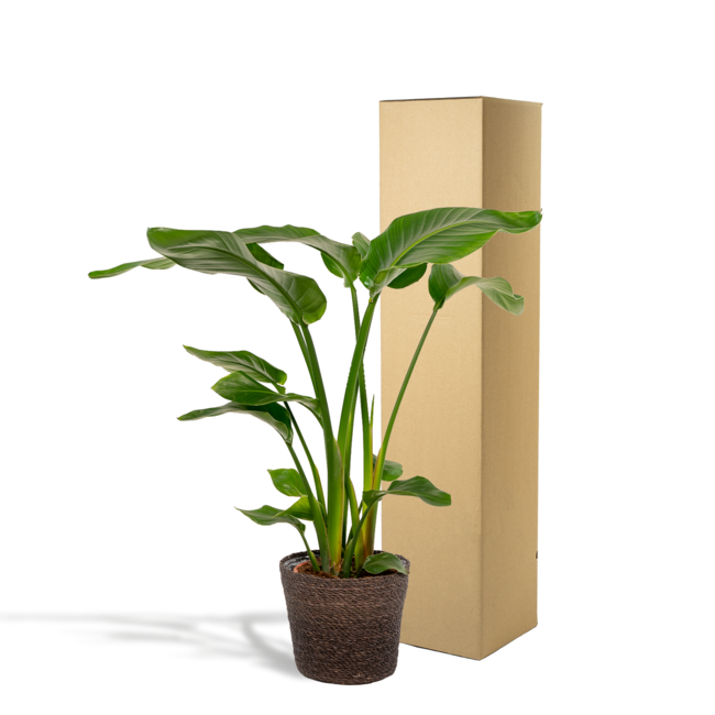 Strelitzia Nicolai - Ø19cm - ↕90cm + Mand Igmar