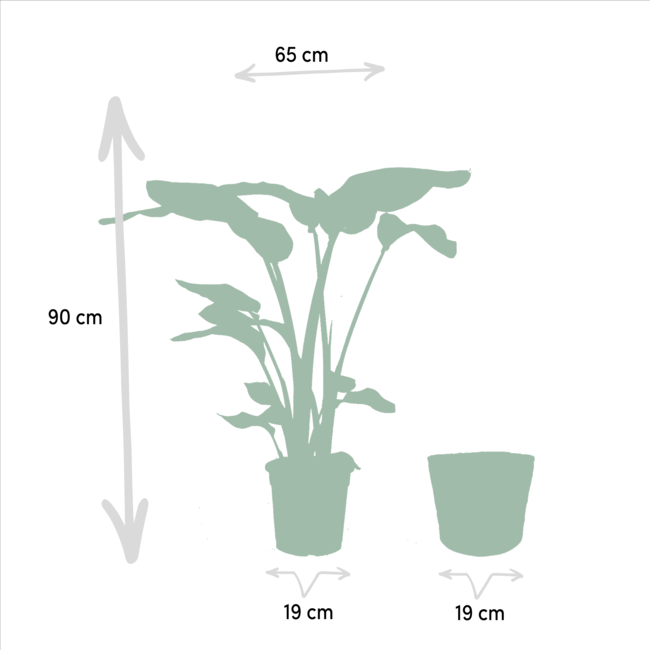 Strelitzia Nicolai - Ø19cm - ↕90cm + Mand Igmar