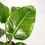 Strelitzia Nicolai - Ø19cm - ↕90cm + Mand Igmar