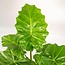 Alocasia Portodora - Ø21cm - ↕80cm + Mand Igmar