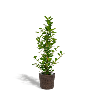 Ficus microcarpa Moclame - Ø21cm - ↕95cm + Mand Igmar