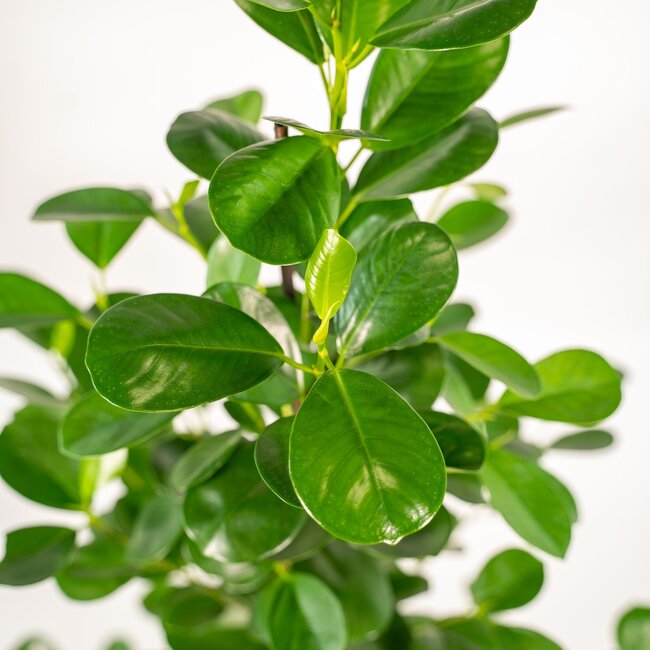 Ficus microcarpa Moclame - Ø21cm - ↕95cm + Mand Igmar