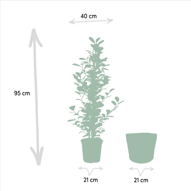 Ficus microcarpa Moclame - Ø21cm - ↕95cm + Mand Igmar