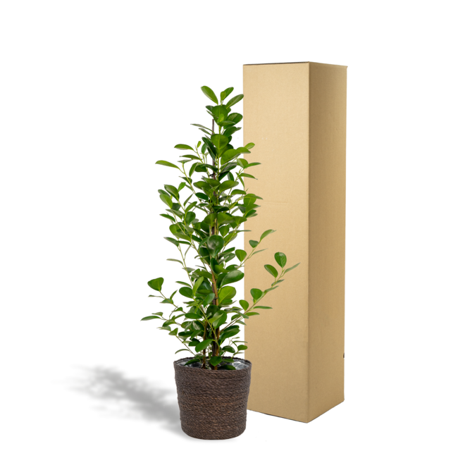 Ficus microcarpa Moclame - Ø21cm - ↕95cm + Mand Igmar