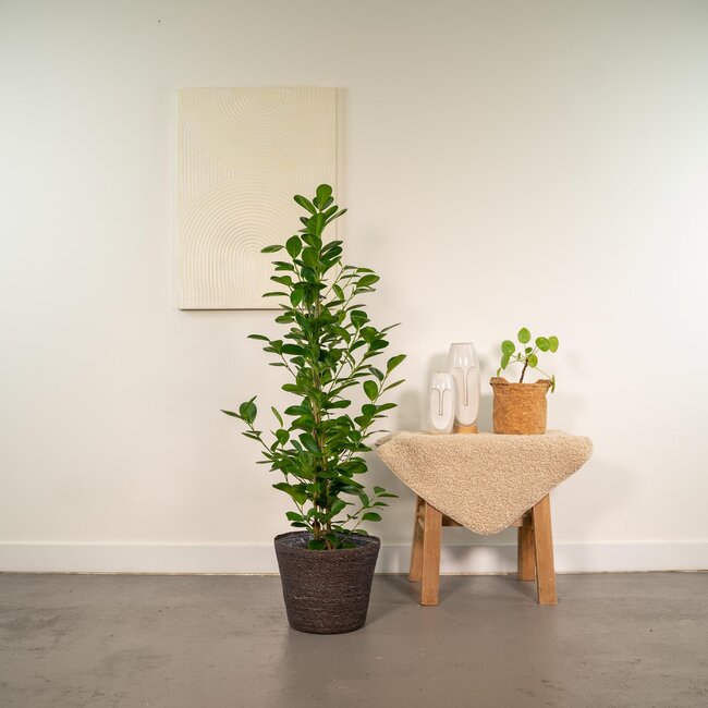 Ficus microcarpa Moclame - Ø21cm - ↕95cm + Mand Igmar