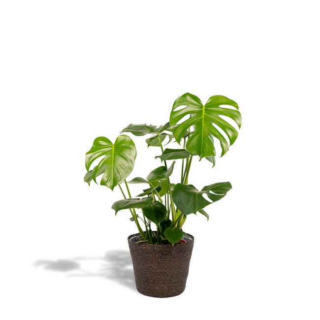 Monstera Deliciosa - ↨80cm - Ø21cm + Mand Igmar