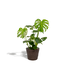 Monstera Deliciosa - ↨80cm - Ø21cm + Mand Igmar