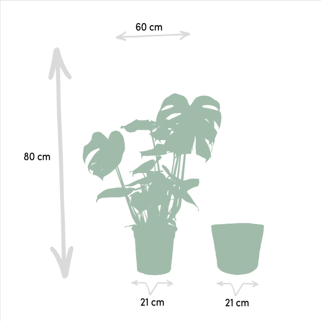 Monstera Deliciosa - ↨80cm - Ø21cm + Mand Igmar