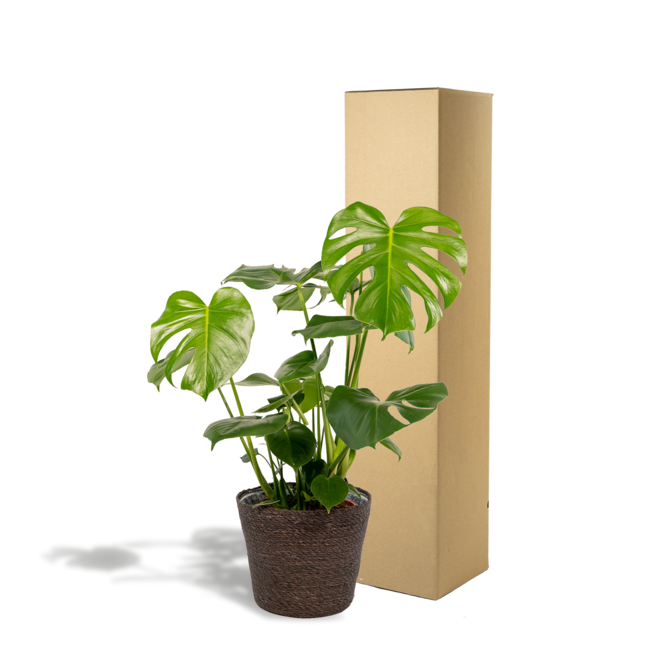 Monstera Deliciosa - ↨80cm - Ø21cm + Mand Igmar