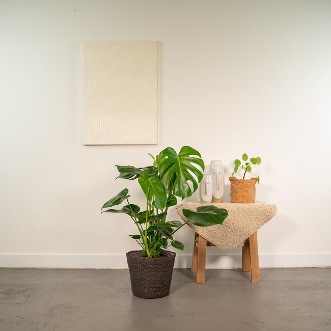 Monstera Deliciosa - ↨80cm - Ø21cm + Mand Igmar