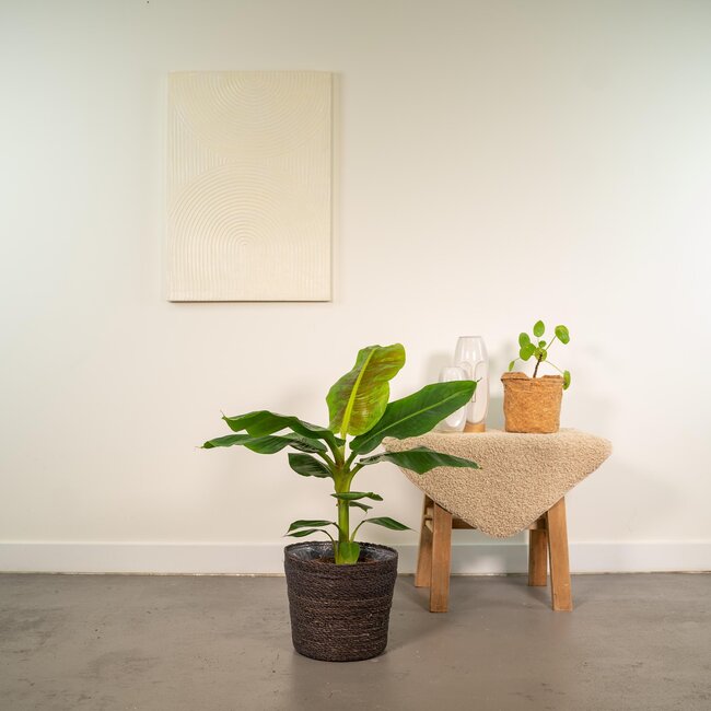 Musa Dwarf Cavendish - Ø21cm - ↕90cm + Mand Igmar