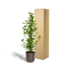 Ficus microcarpa Moclame - Ø21cm - ↕95cm + Pot Mayk Lead