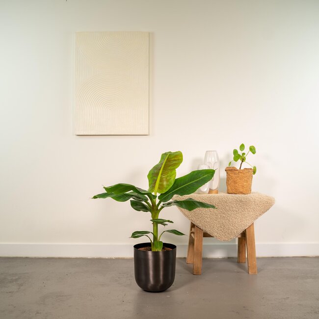 Musa Dwarf Cavendish - Ø21cm - ↕90cm + Pot Mayk Lead