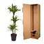 Dracaena Lemon Lime - 140 cm - ø24