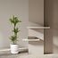 Dracaena Lemon Lime - 140 cm - ø24