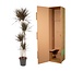 Dracaena Magenta - 180 cm - ø27
