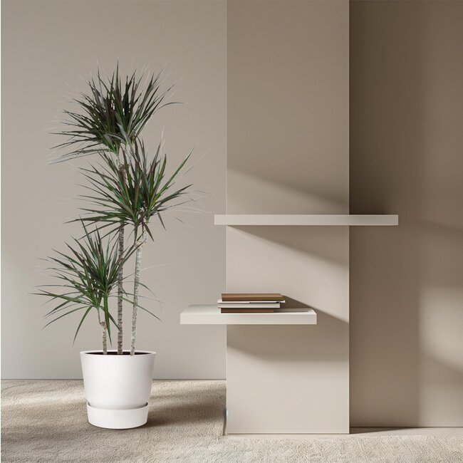 Dracaena Magenta - 150 cm - ø24