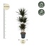 Dracaena Magenta Carrousel - 150cm - ø31