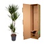 Dracaena Marginata - 160 cm - ø27