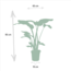 Monstera Deliciosa - Ø21cm - ↕75cm + Alocasia Zebrina - Ø19cm - ↕75cm + Strelitzia Nicolai - Ø19cm - ↕85cm