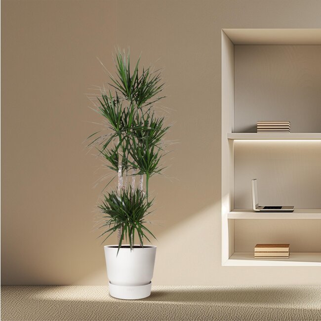 Dracaena Marginata Carrousel - 190 cm - ø34