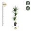 Dracaena Marginata - 160 cm - ø24