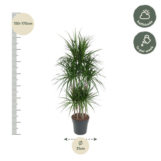 Dracaena Marginata Carrousel - 160 cm - ø31