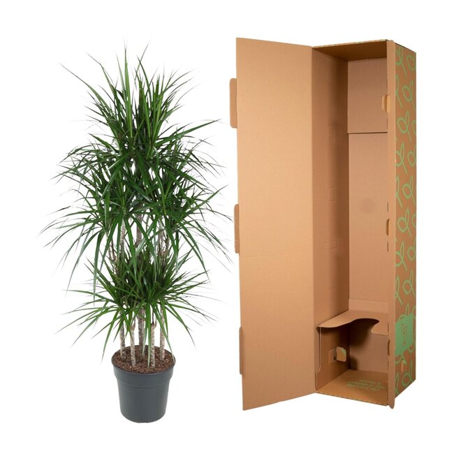 Dracaena Marginata Carrousel - 160 cm - ø31
