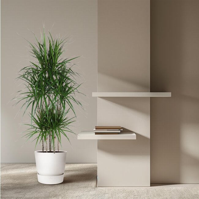 Dracaena Marginata Carrousel - 160 cm - ø31