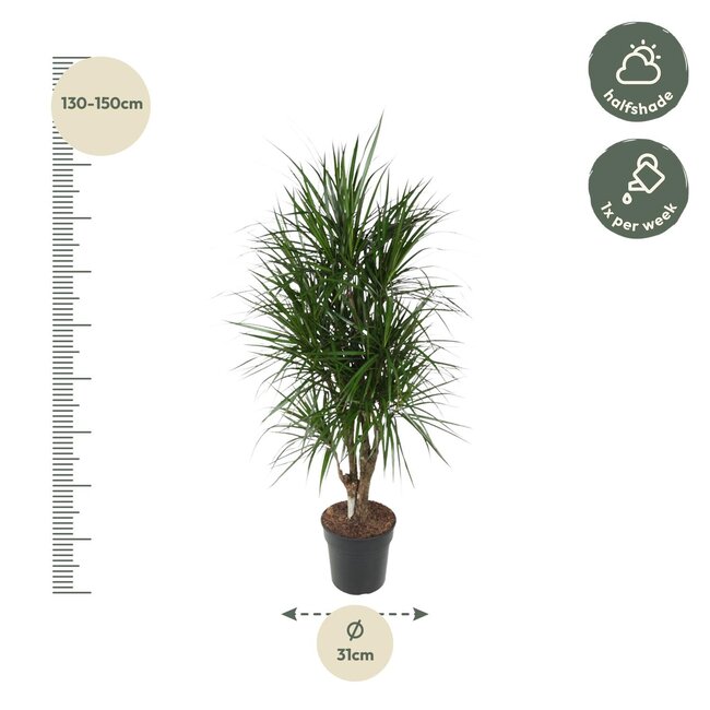 Dracaena Marginata vertakt - 140 cm - ø31