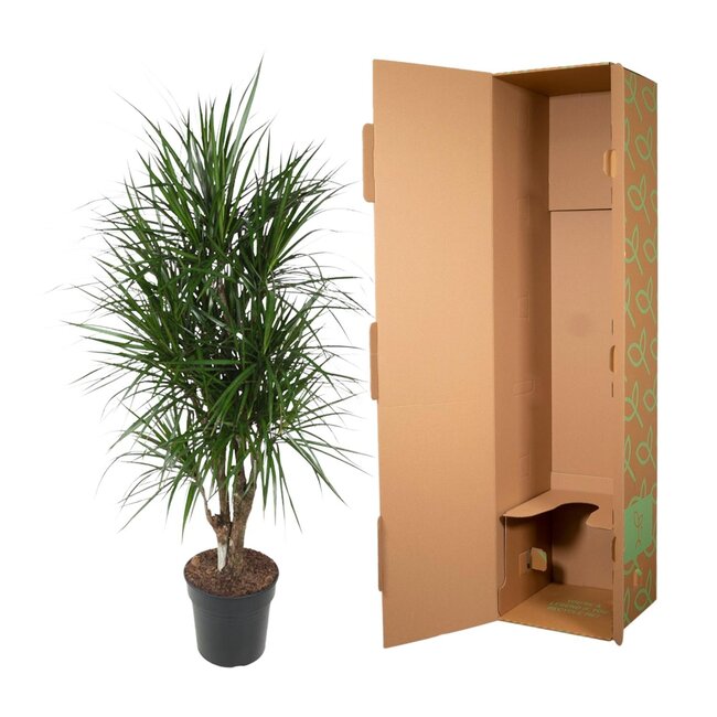 Dracaena Marginata vertakt - 140 cm - ø31