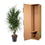 Dracaena Marginata vertakt - 140 cm - ø31