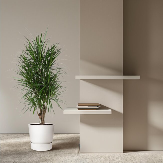 Dracaena Marginata vertakt - 140 cm - ø31