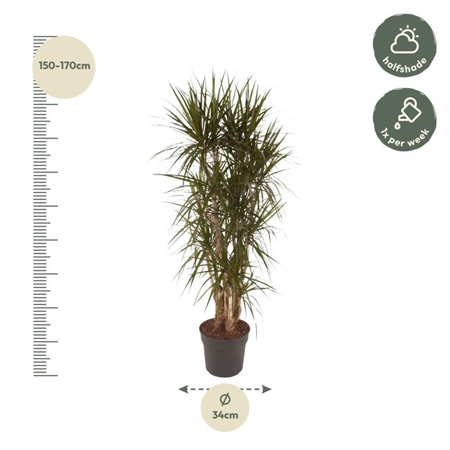 Dracaena Marginata vertakt - 160 cm - ø34